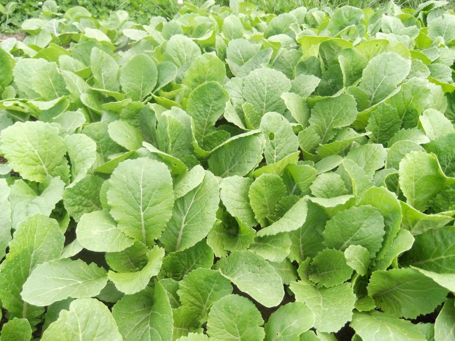 Hunter product image