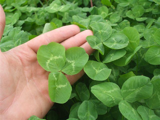 Mainstay white clover