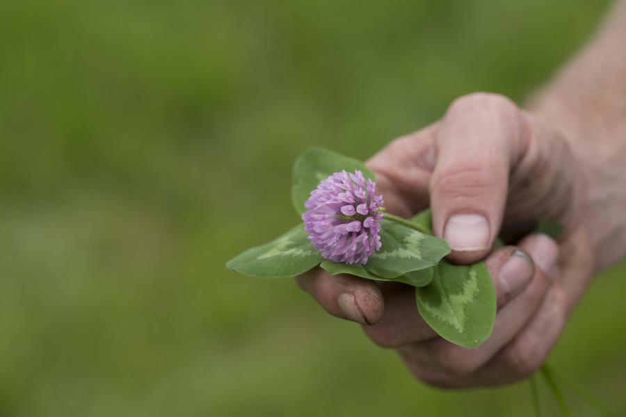 Relish Red Clover