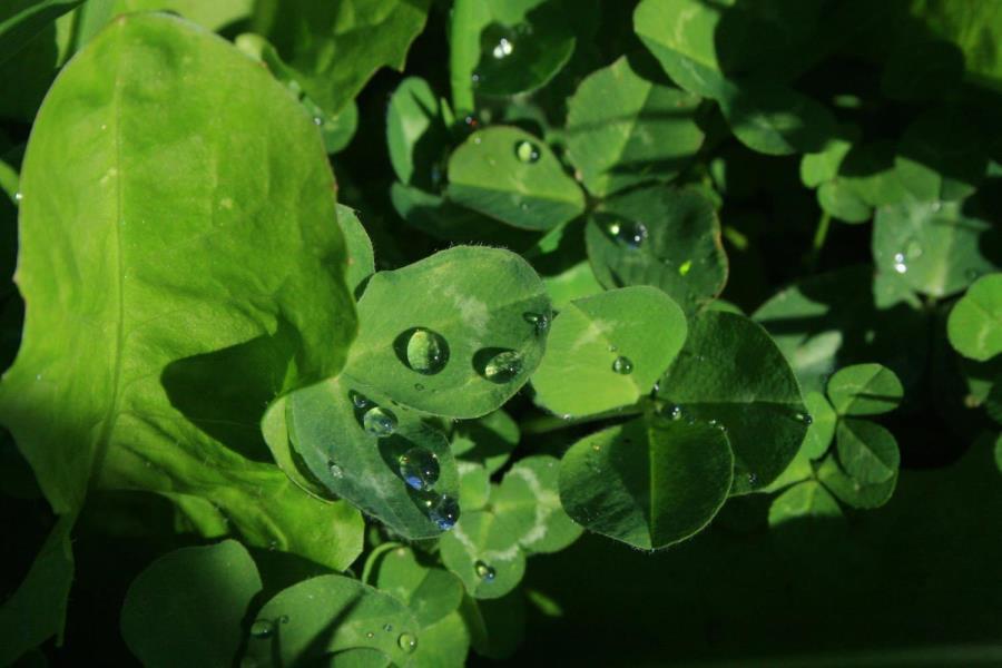 Sensation white clover