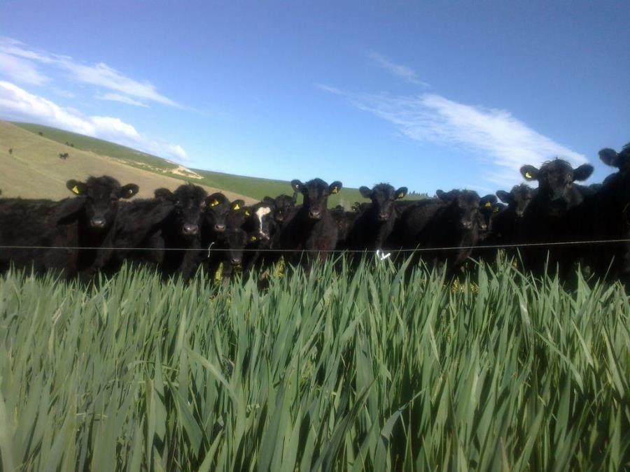Coronet forage oats | Agricom NZ