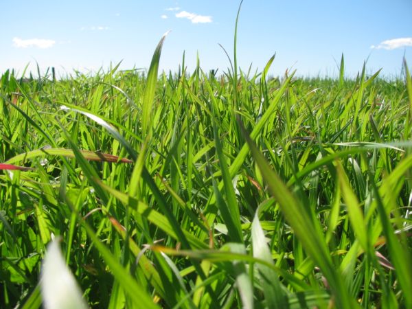 Atom prairie grass