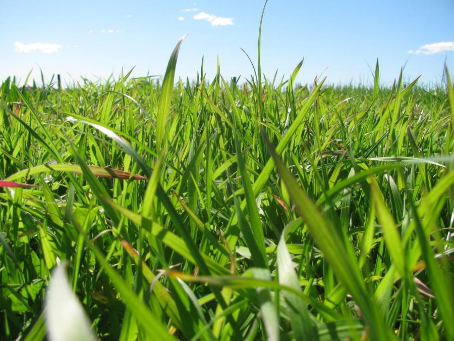 Atom prairie grass | Agricom
