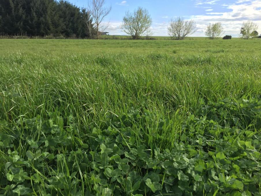 Asset Italian Ryegrass