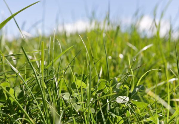 Hillary ryegrass image