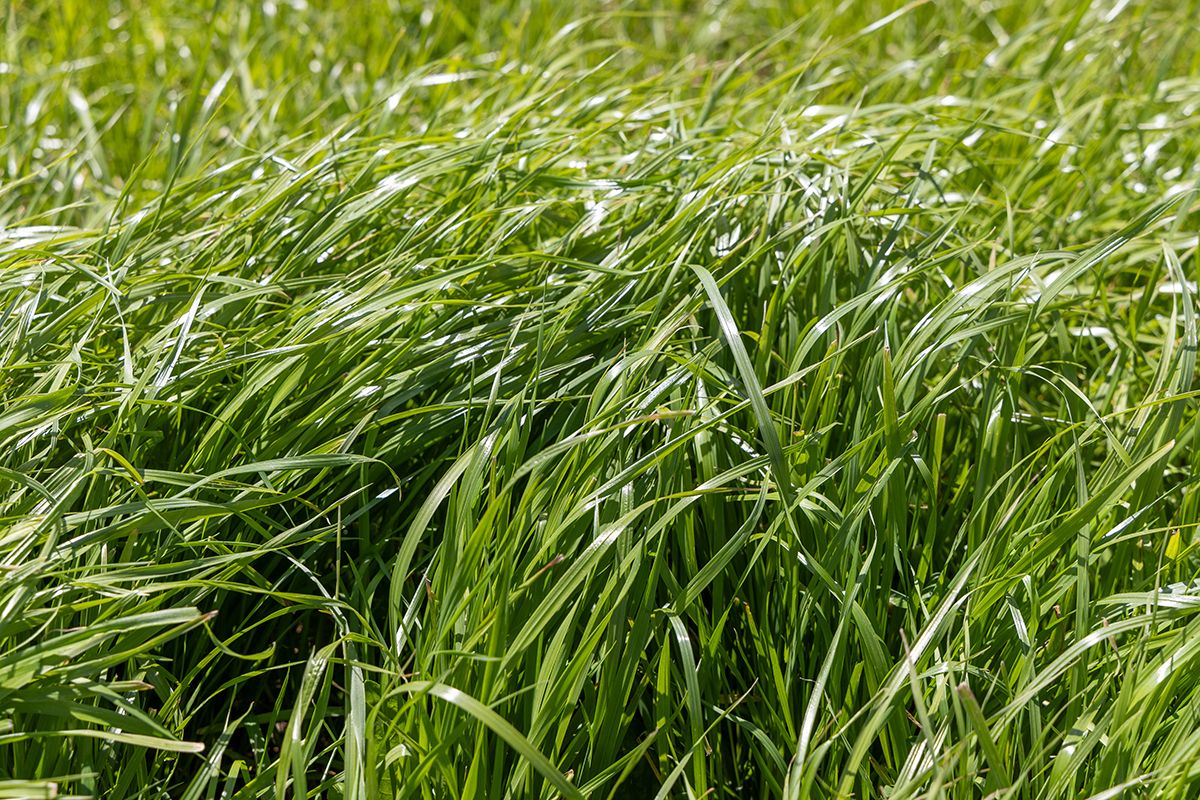 Winter Rye Heading Go Farm Grown | Agricom