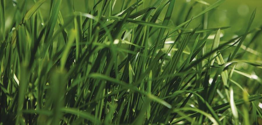 ONE50 perennial ryegrass image