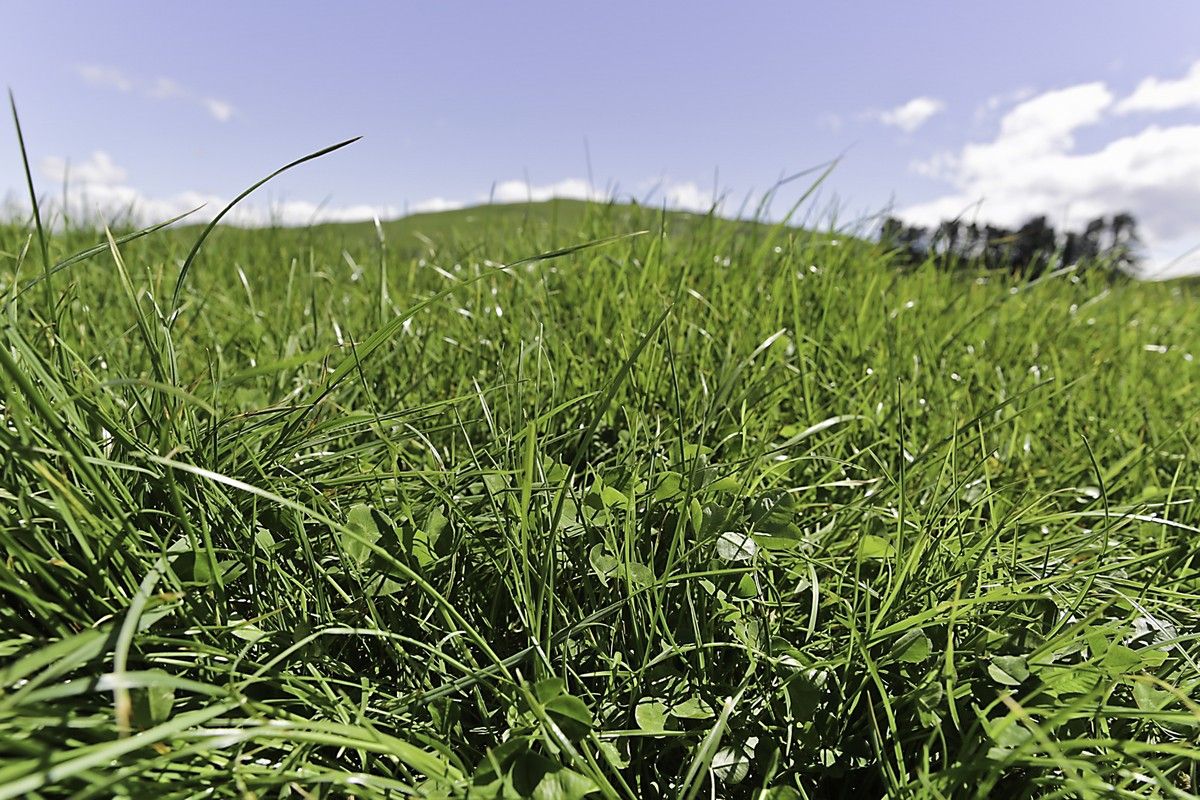 Ryebgrass Ryegrass types explained | The Al & Juddy Show