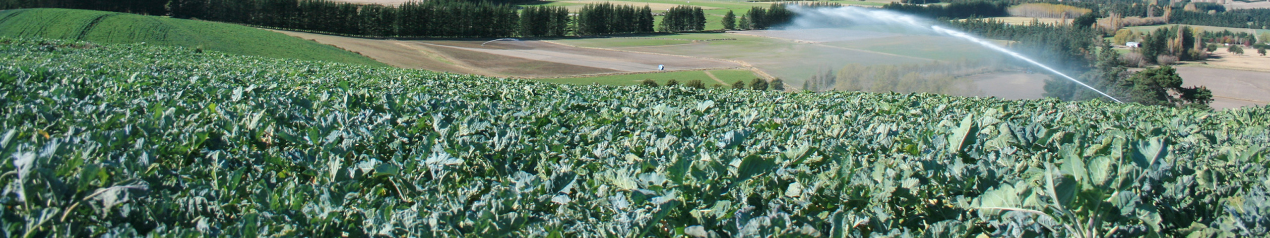 A brassica crop growing on a hillside with rolling paddocks and mountains in the background