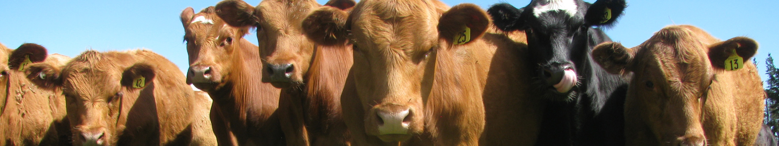 Cattle grazing on One50 AR37 perennial ryegrass