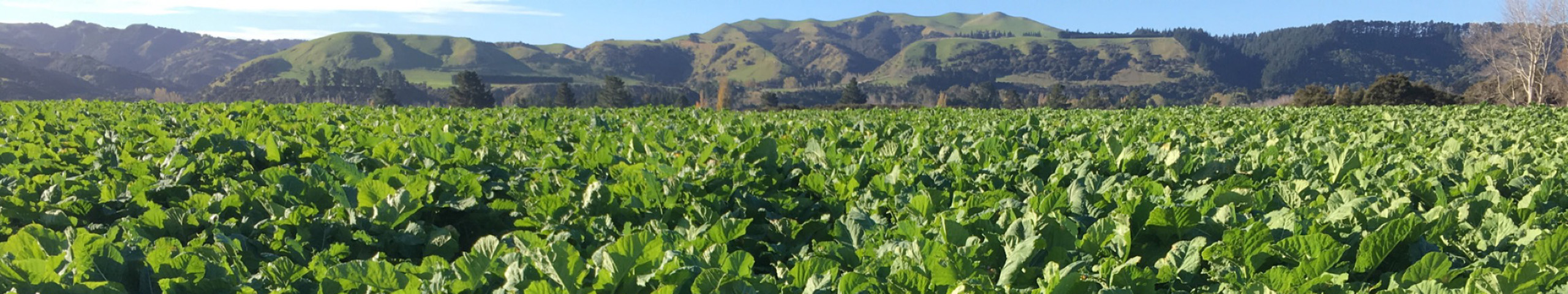 A paddock of SovGold growing with hills in the background