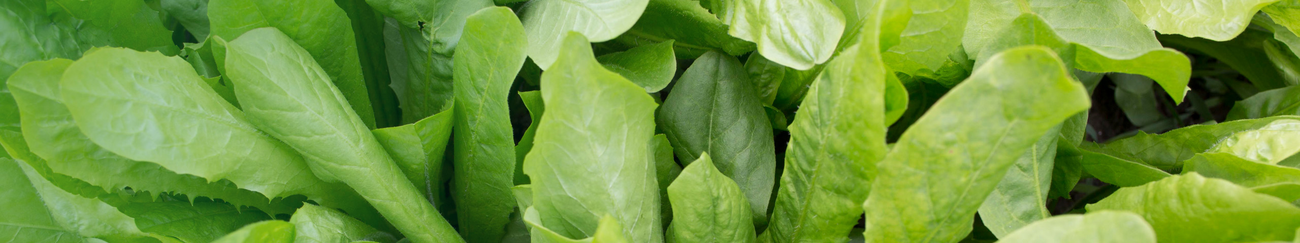 Close up of chicory growing