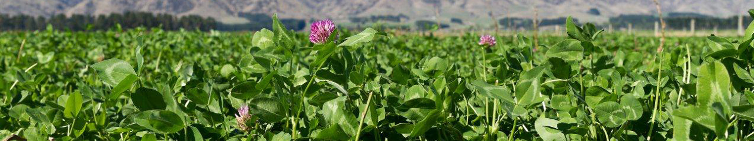 Relish red clover growing with mountains and blue sky in the background