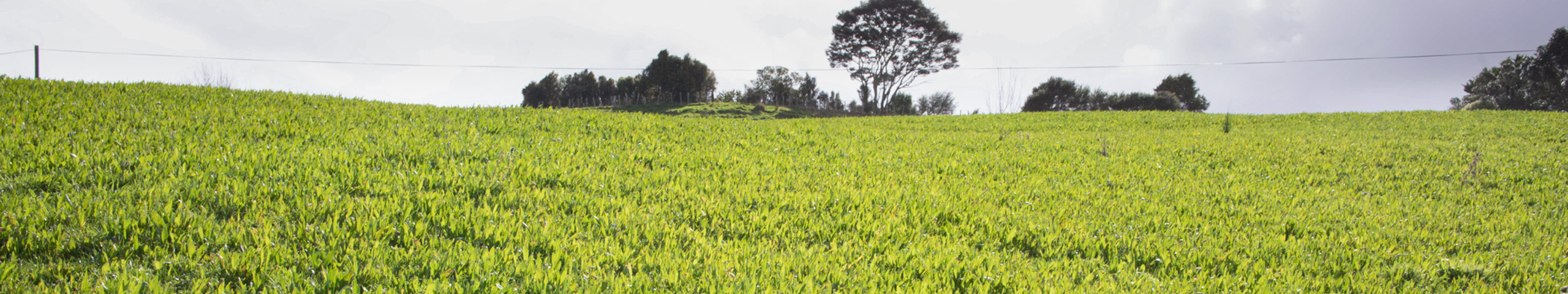 Ecotain environmental plantain growing in a hill paddock