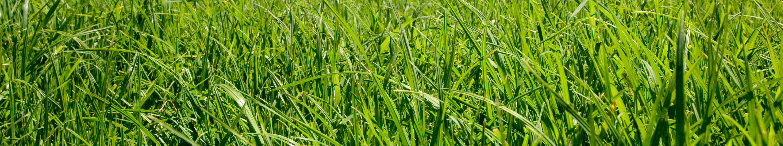 Close up of ryegrass growing