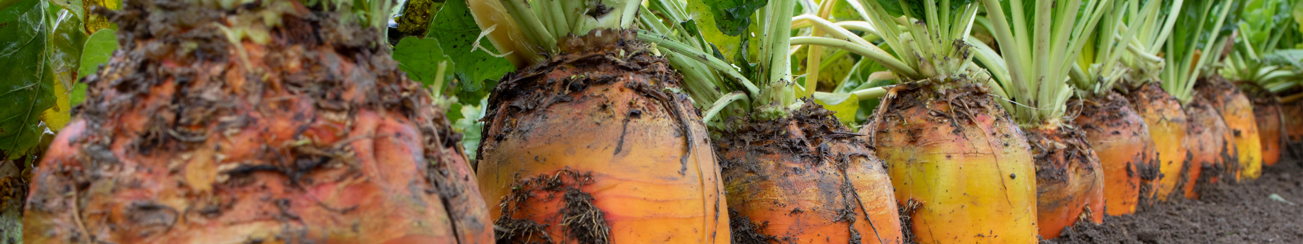 A row of Jamon fodder beet, showing the tops of the beets above the soil