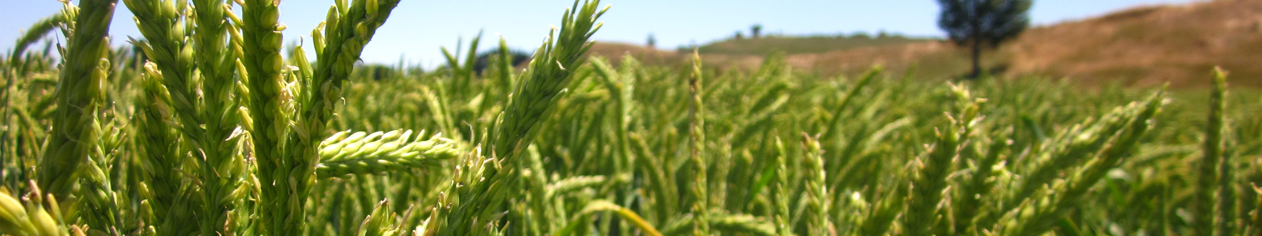 A close up of a crop of Monty awnless barley 