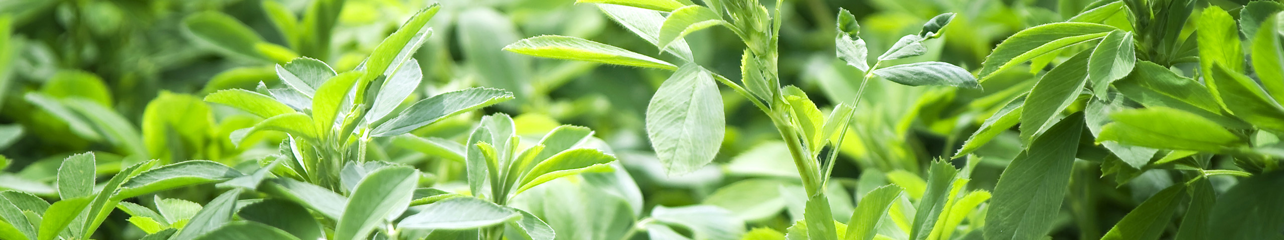 Close up of lucerne growing