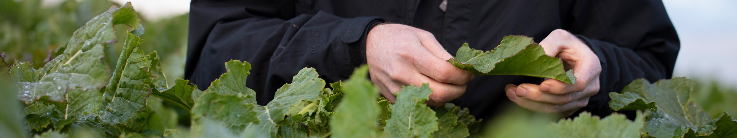 Agricom staff member in a paddock of Sovereign kale