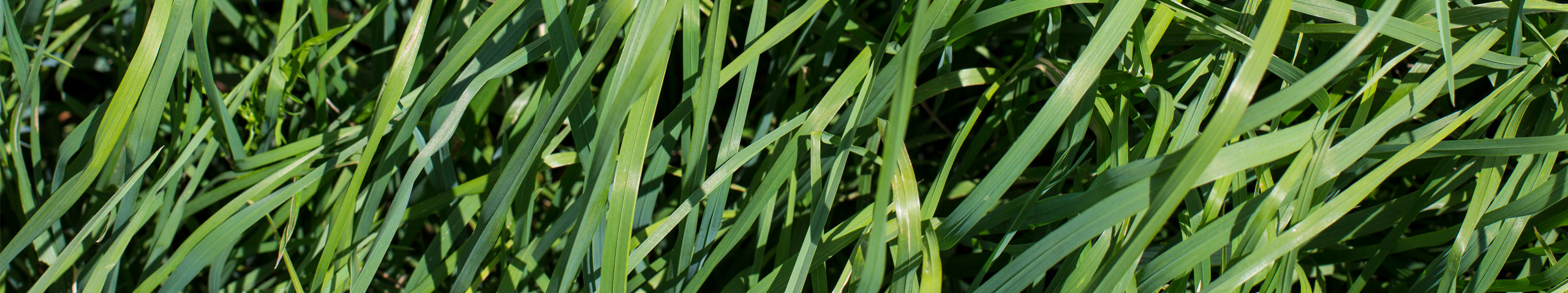Close up of cocksfoot grass growing