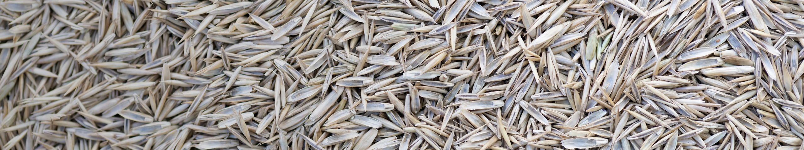 Close up of ryegrass seeds