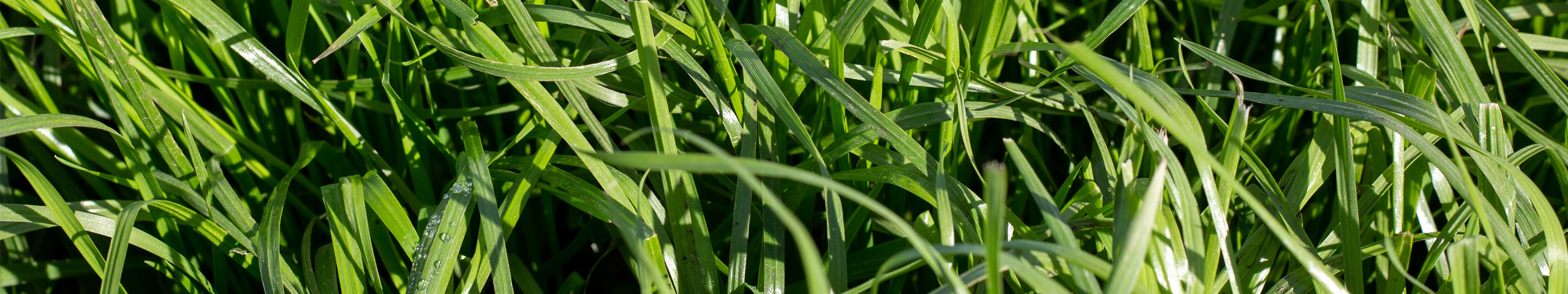 A close up of ryegrass