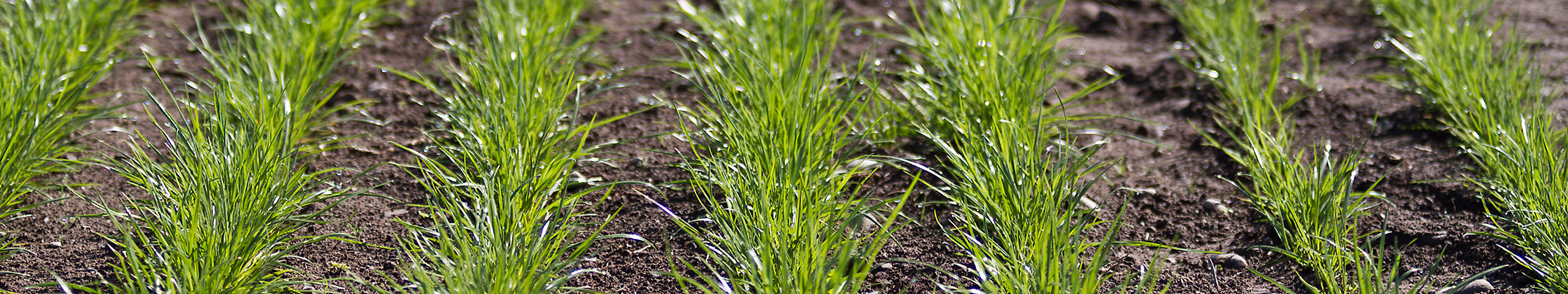 Rows of new ryegrass establishing in a paddock