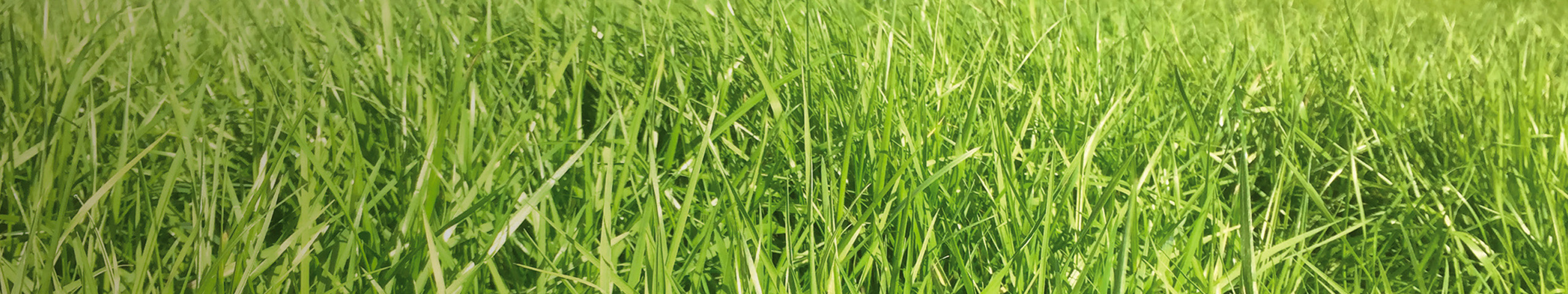 Close up of tall fescue grass growing