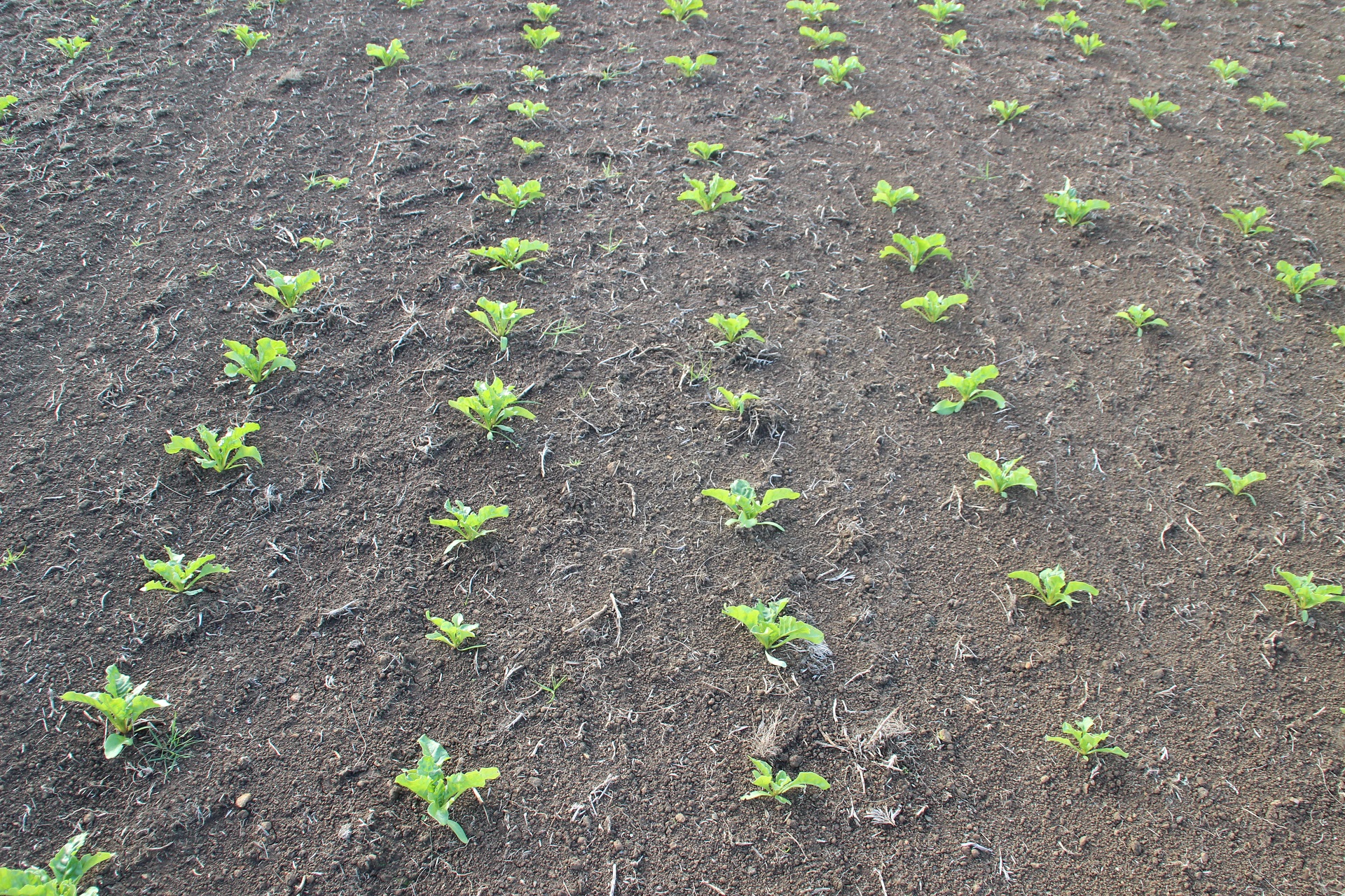 Fodder beet establishment and management