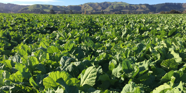 A paddock of brassica growing with mountains in the background