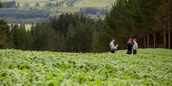 Agricom staff talking in a brassica paddock