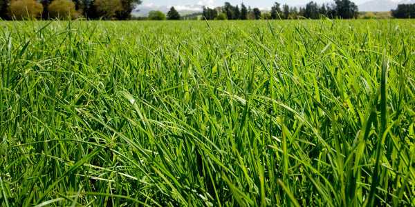 Close up of ryegrass growing in a paddock