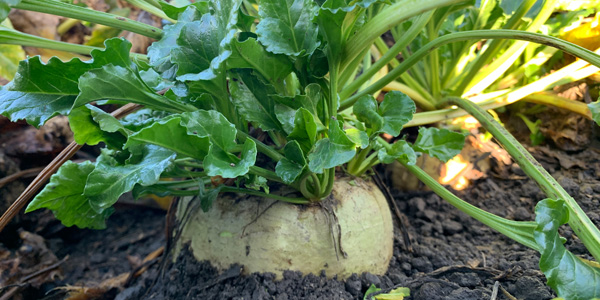 Close up of a fodder beet bulb