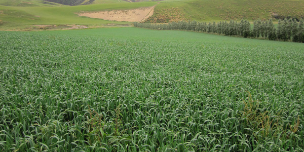 A crop of cereals growing in a paddock with rolling hills in background