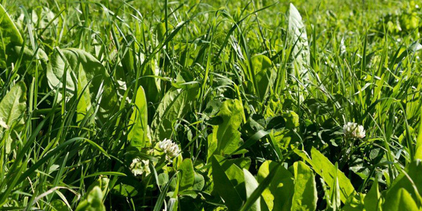 Close up of mixed pasture, including ryegrass, clover and chicory