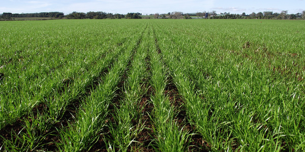 Rows of establishing ryegrass