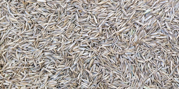 Close up of ryegrass seeds