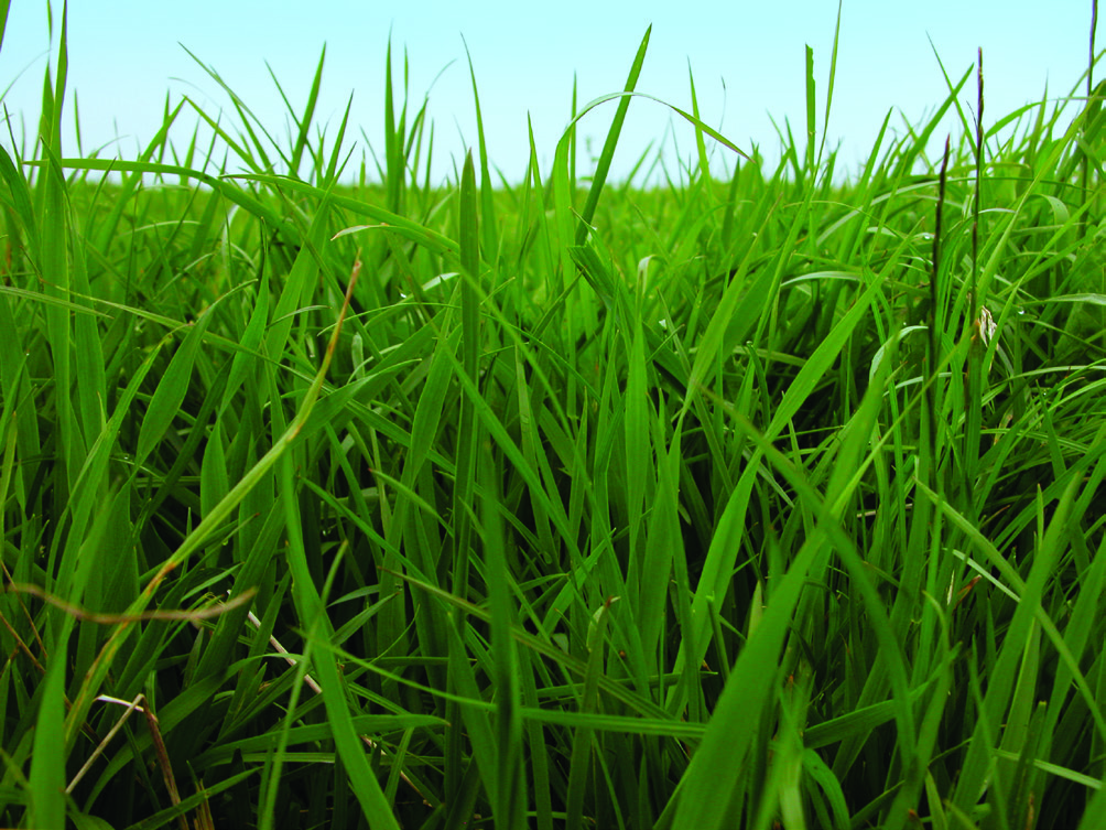 Pasture grass on sale