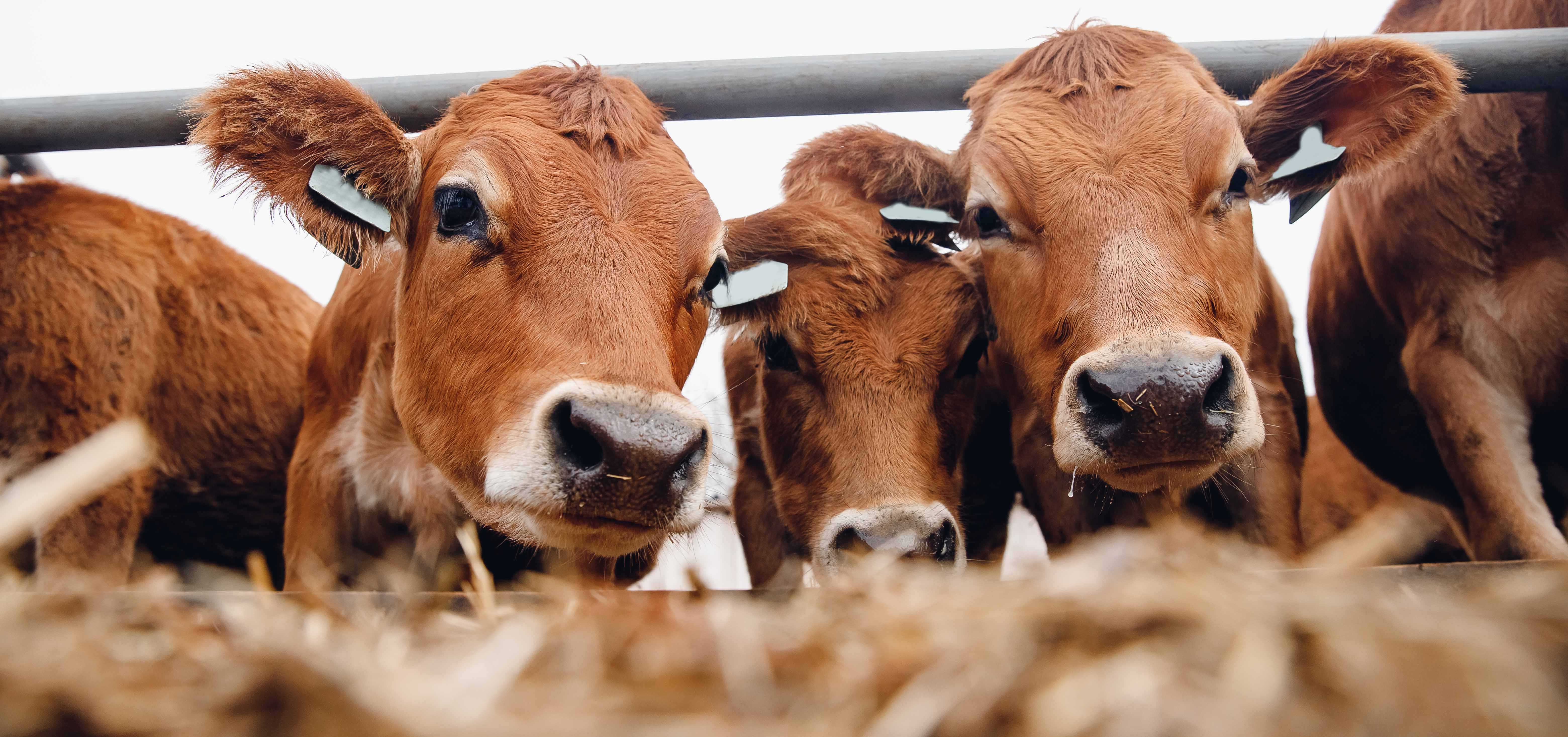 Animal Health Considerations | Pasture | Agricom