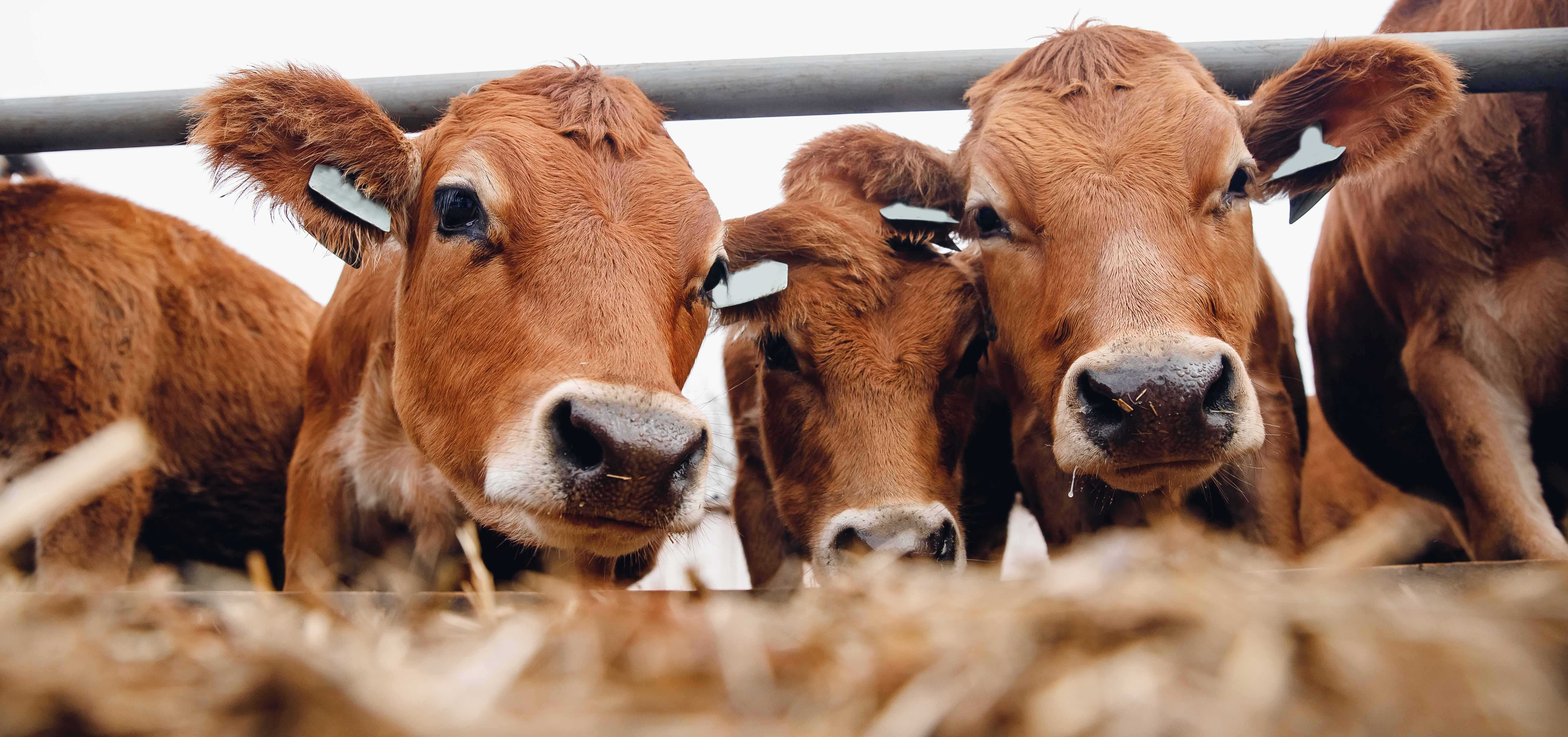 Animal Health Considerations | Pasture | Agricom Animal Health Considerations | Pasture | Agricom