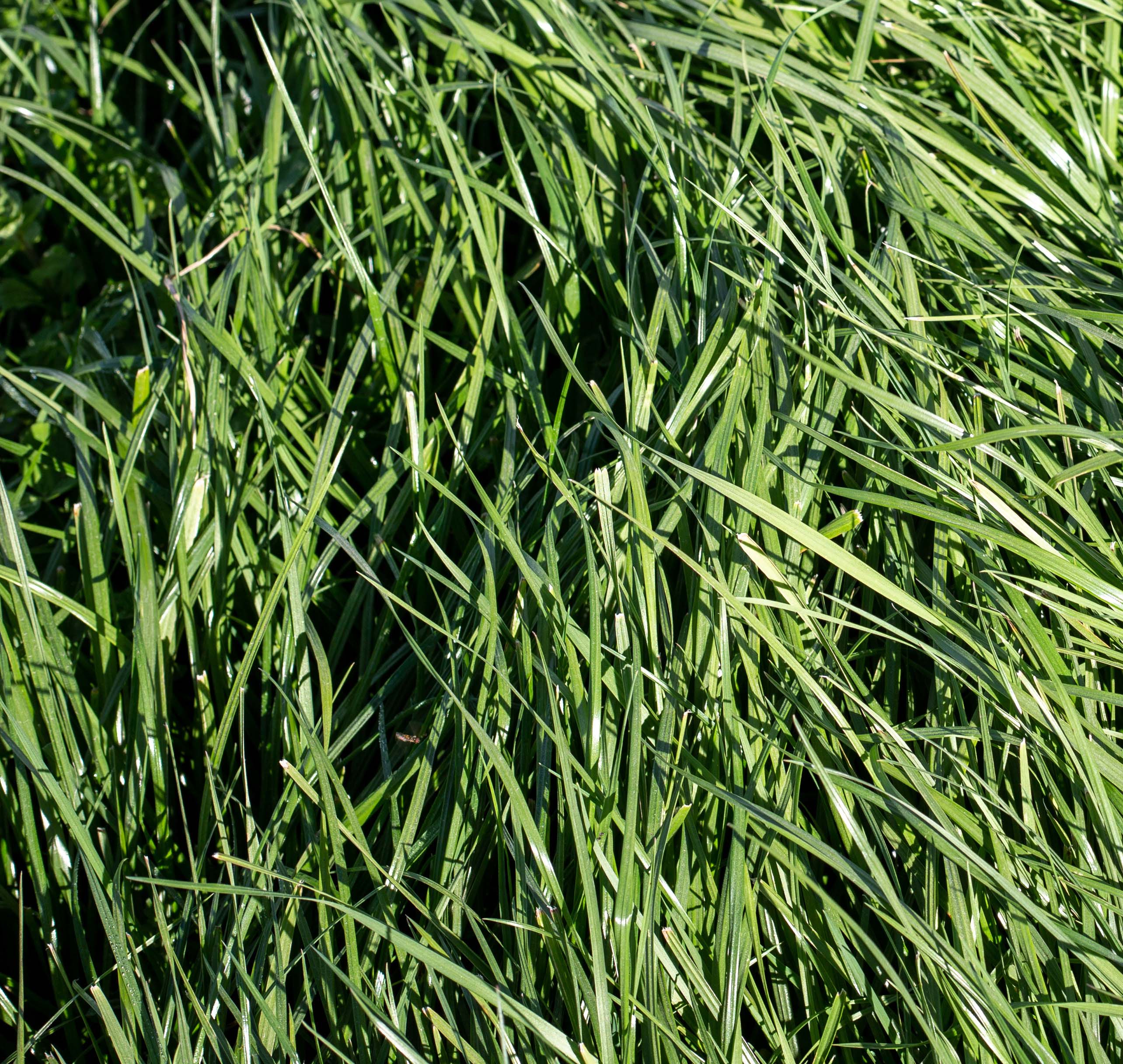 Tall Fescue Pasture Agricom