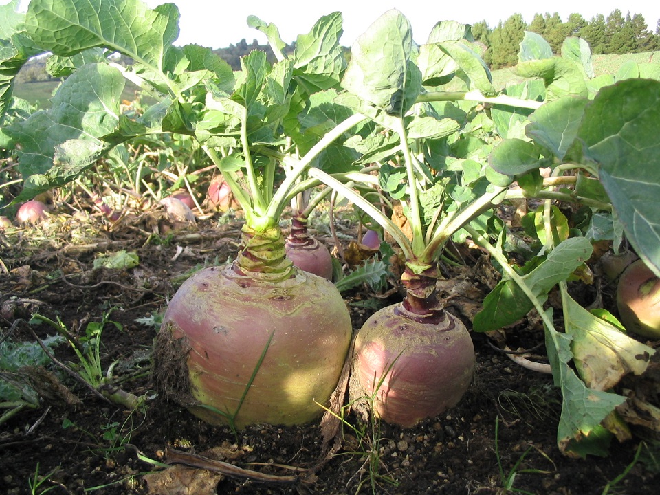 Brassica establishment and management