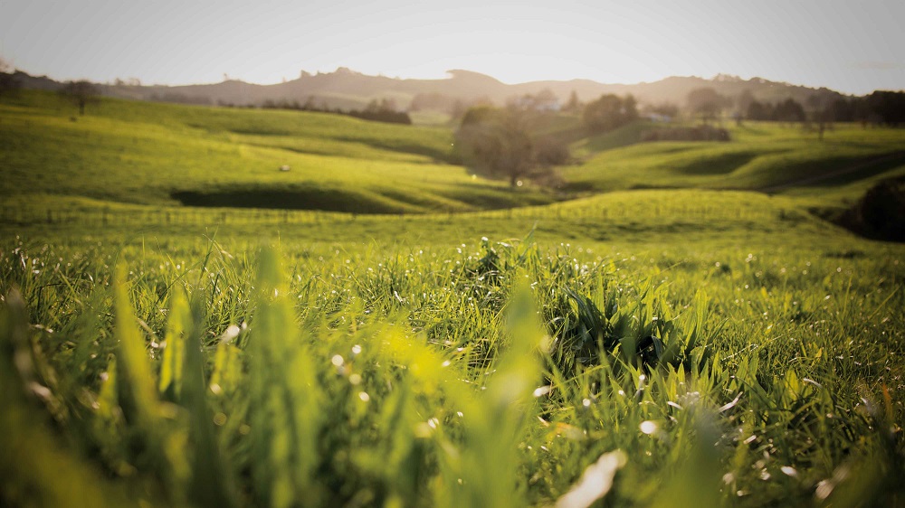 New Zealand Pasture