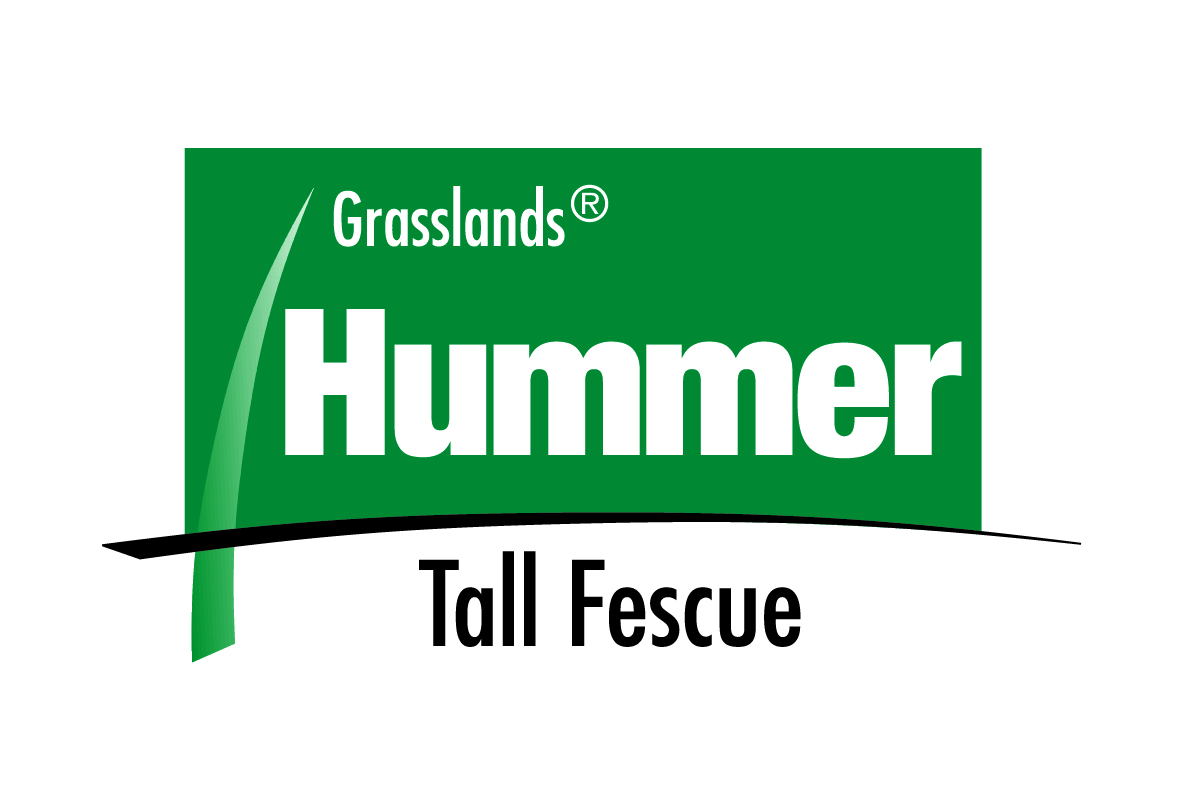 Hummer tall fescue